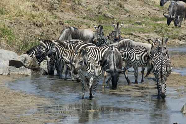 Cebra y Antílopes Ñu - parque nacional de Tarangire - Tanzania 4.jpg